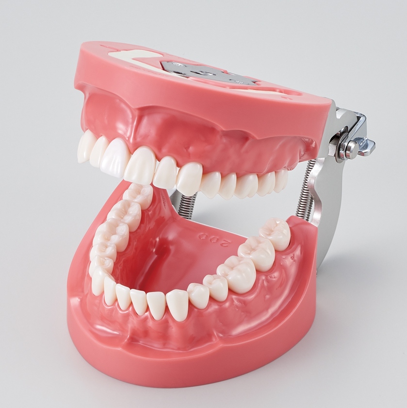 Modelo de Maxilar de Encía Dura (32 dientes) [PRO2001-UL-HD-FEM-32]