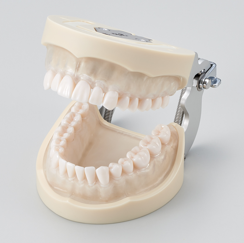 Modelo de Maxilar de Restauración Prostética (32 dientes) [PRO2001-UL-SC-FEM-32]