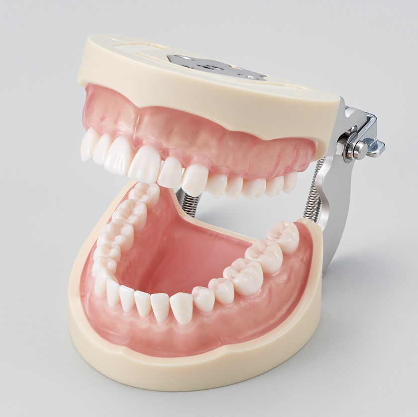 Modelo de Maxilar de Restauración Prostética (32 dientes) [PRO2001-UL-SCP-FEM-32]