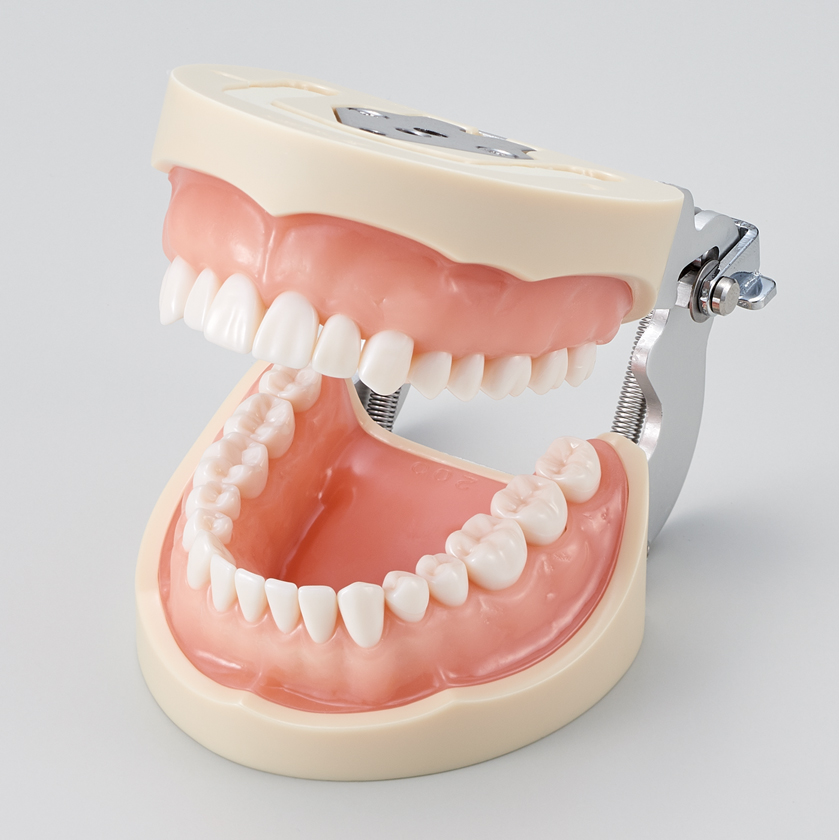 Modelo de Maxilar de Restauración Prostética (32dientes) [PRO2001-UL-UP-FEM-32]