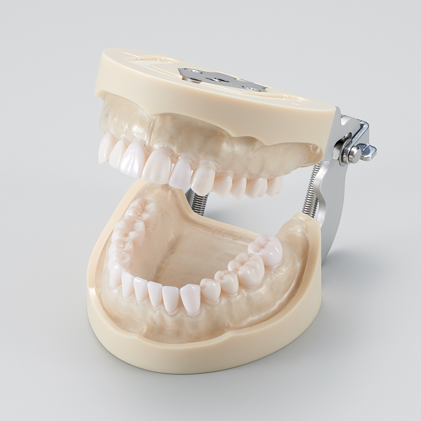 Modelo de Maxilar de Restauración Prostética (28 dientes) [PRO2002-UL-SC-FEM-28]