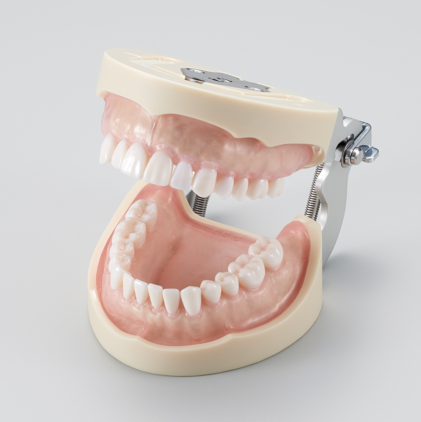 Modelo de Maxilar de Restauración Prostética (28 dientes) [PRO2002-UL-SCP-FEM-28]