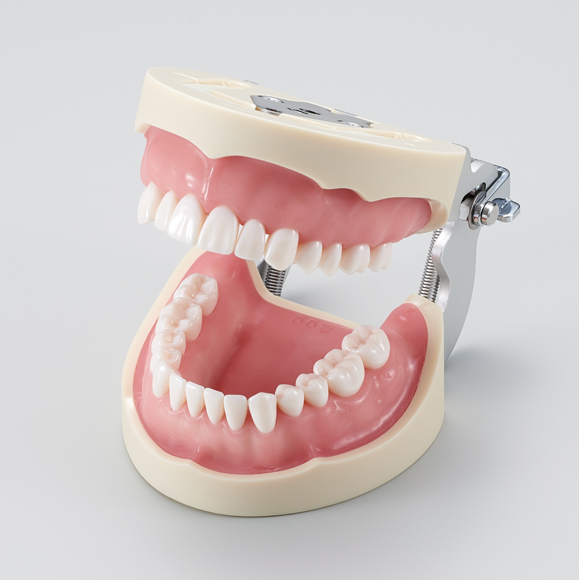 Modelo de Maxilar de Restauración Prostética (28 dientes) [PRO2002-UL-SP-FEM-28]