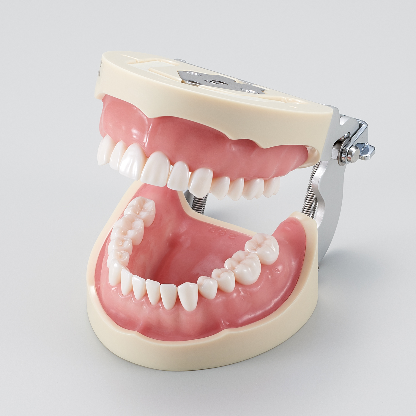Modelo de Maxilar de Restauración Prostética (28 dientes) [PRO2002-UL-UP-FEM-28]