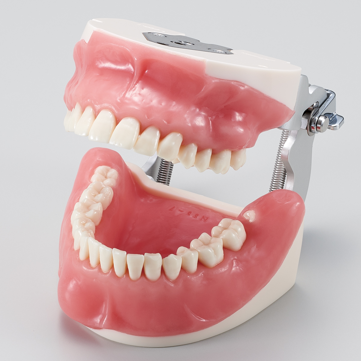 Modelo de Maxilar para Cirujía Oral [SUG1003-UL-SP-FEM-28]