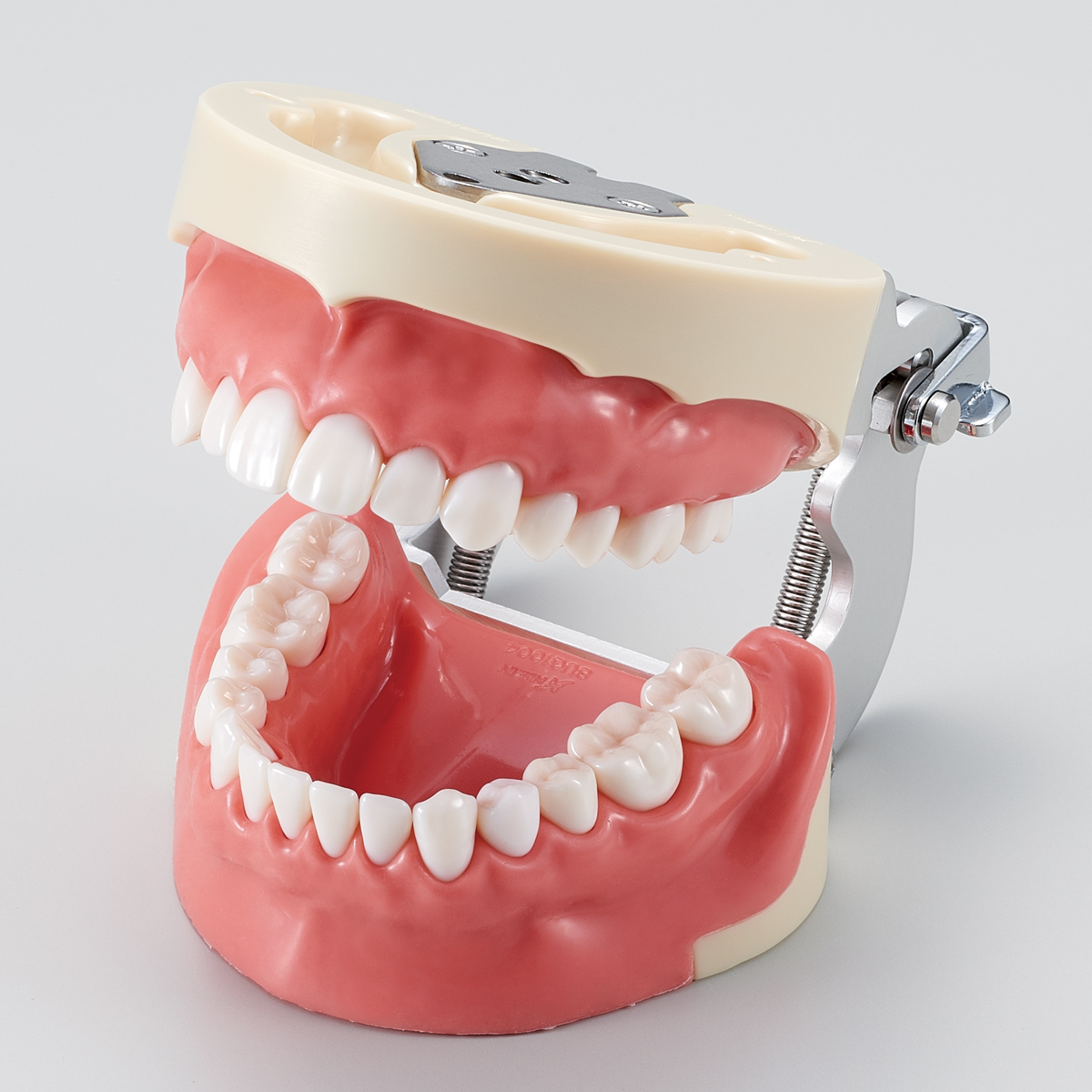 Modelo de Maxilar para Anestesia por Infiltración [SUG1004-UL-SP-FEM-28]