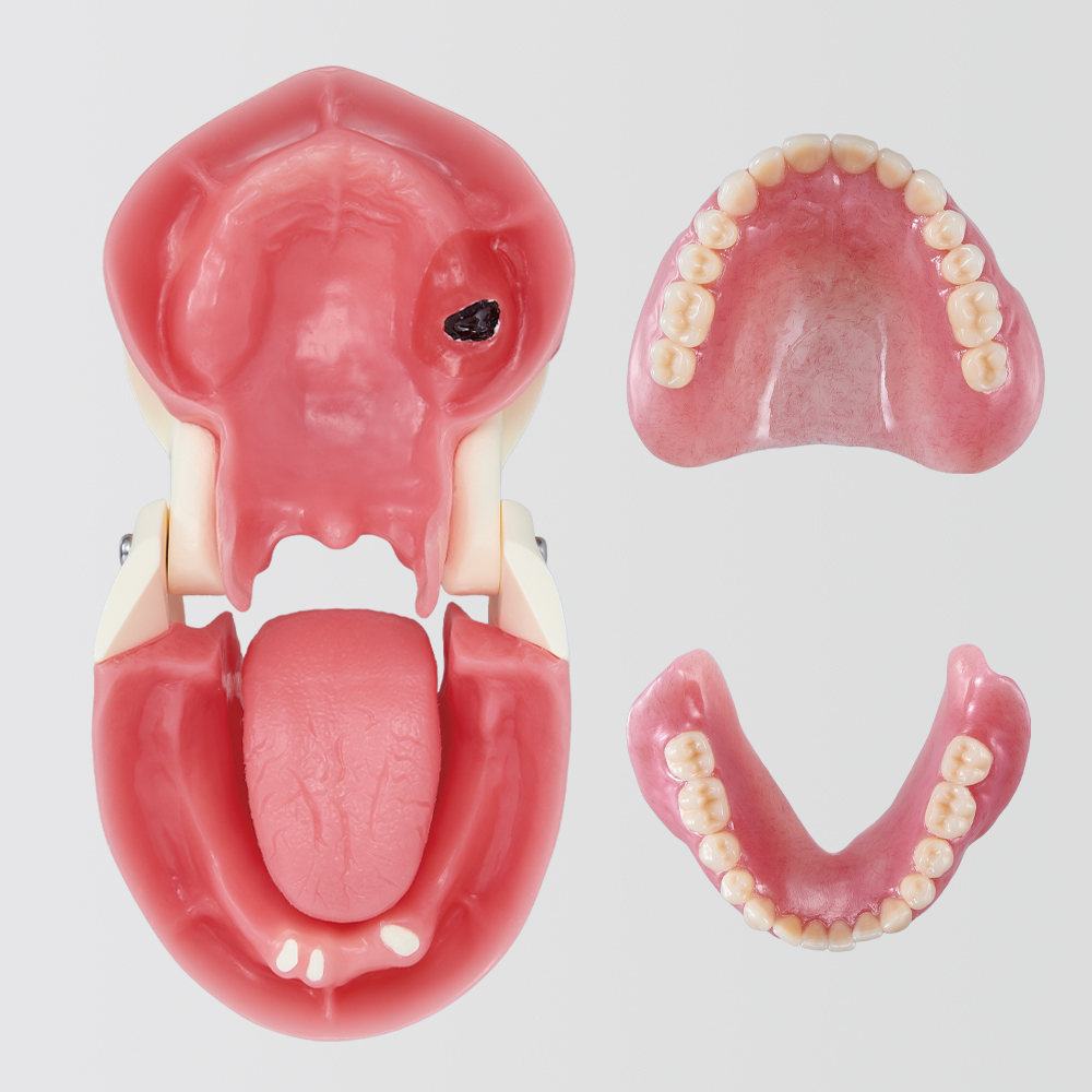 Modelo de Mandibula para la Práctica de Cuidado Oral (Cuidado de Dentadura Completa)[OHC1011-UL-SP]