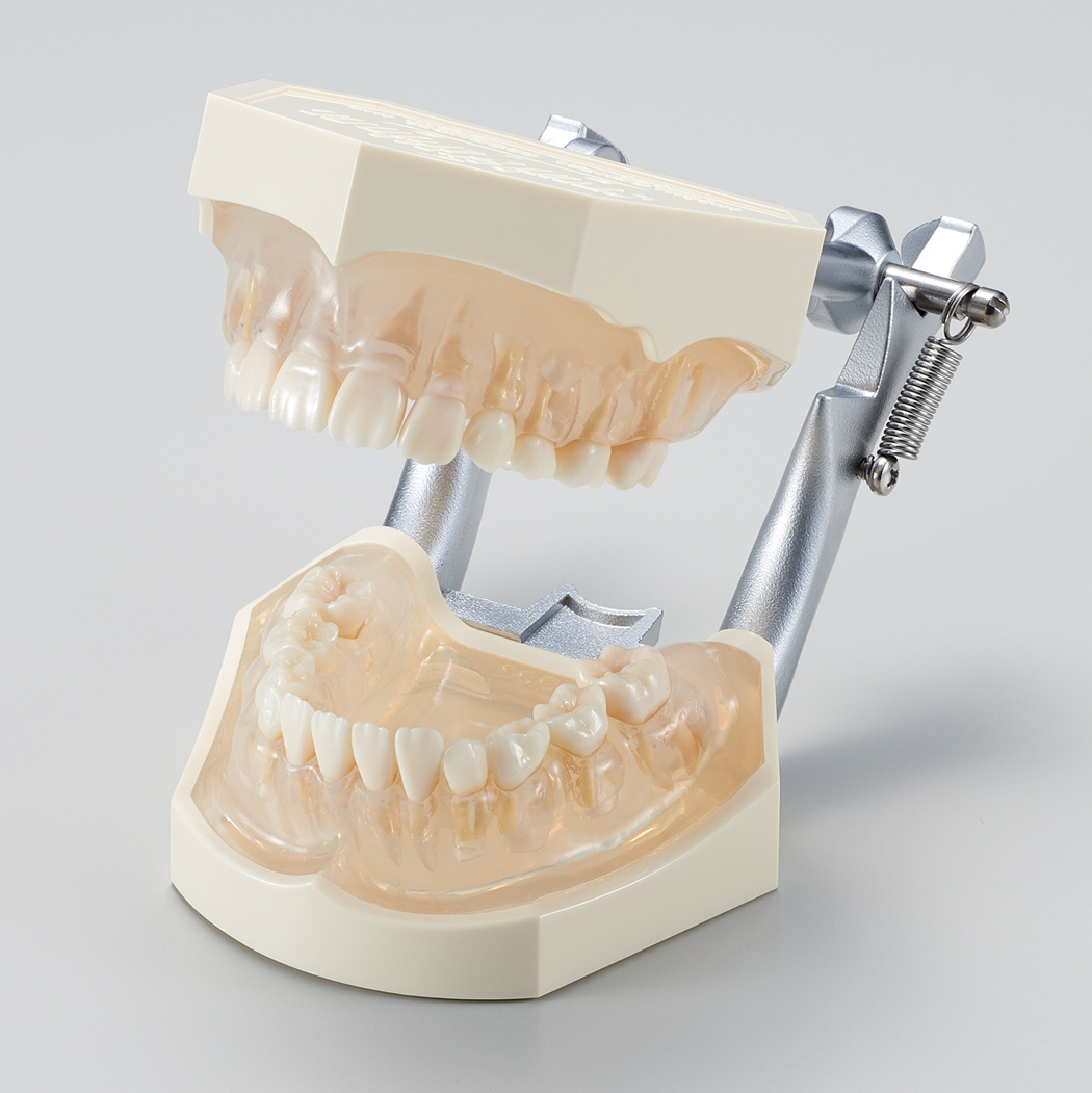 Modelo para Estudio del Desarrollo Dental [PE-PDI009] (Año 9)