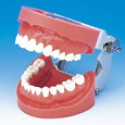 Modelo de Maxilar de Encía Dura(28 dientes) [PRO2002-UL-HD-FEM-28]