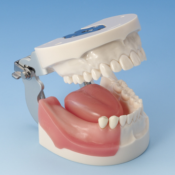 Implant Practice Jaw Model [IMP1001-UL-SP-FEM]