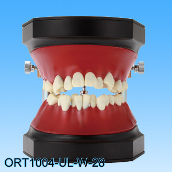 Dental Typodont orthodontic training practice model wax form  teeth color 66 