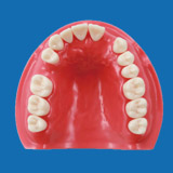 Modèle De L'évolution De La Dentition Pe-pdi006 - NISSIN