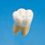 2.5X Size Anatomical Tooth Model  [B10-330]