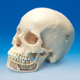 Skull Model [ANA1004-T]