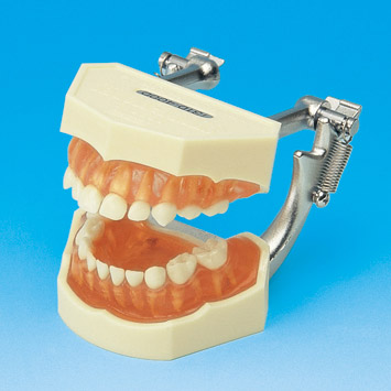 STUDY MODEL WITH REMOVABLE TEETH (PRIMARY) [PE-ANA003] (Transparent pink silicone gingiva)